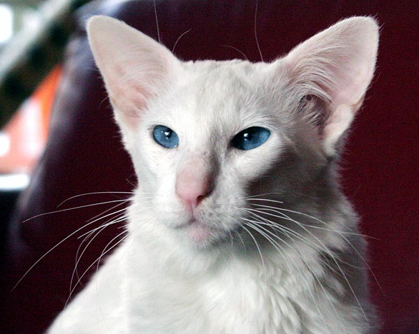 Calli am 11/03/2006   Photo: Carolin Skirl