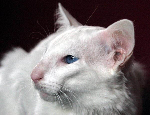 Calli am 11/03/2006   Photo: Carolin Skirl