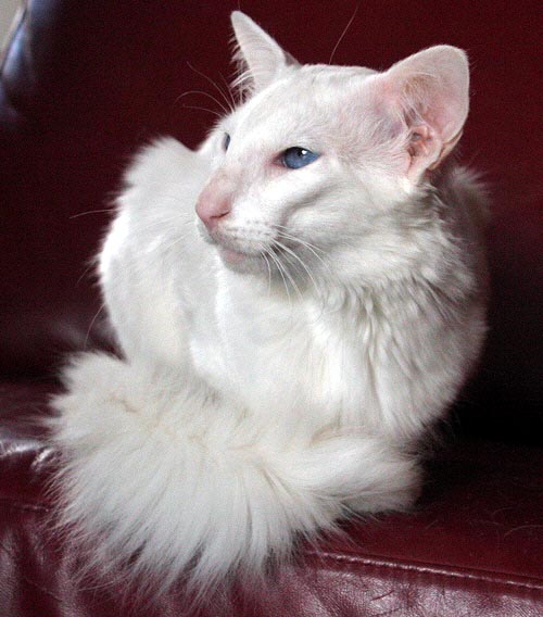 Calli am 11/03/2006   Photo: Carolin Skirl