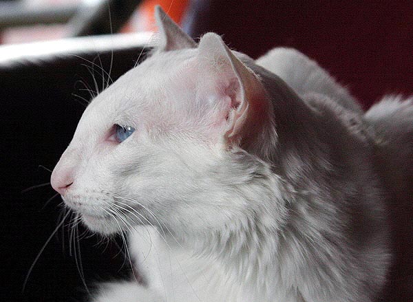 Calli am 11/03/2006   Photo: Carolin Skirl