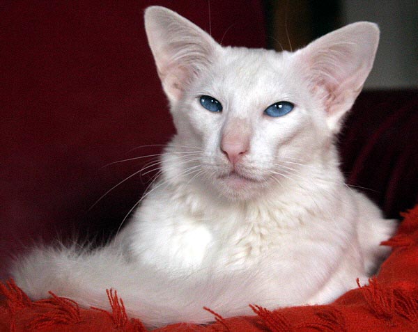 Calli am 11/03/2006   Photo: Carolin Skirl