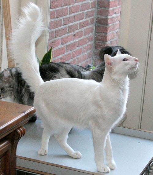 Calli am 11/03/2006   Photo: Carolin Skirl