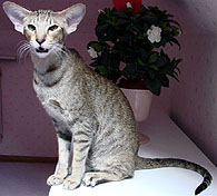 Kattilan Lets Be Friends