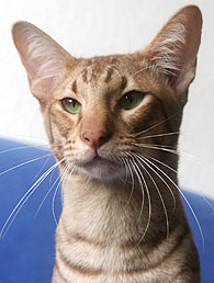 Nikkei Silverfox of Lancarrow