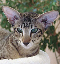 Suzanna Fleur Catori