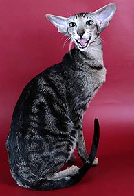 Hollywood Capri Jungle