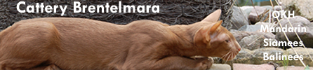 Brentelmara Cattery