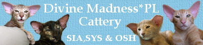 Homepage Divine Madness*PL