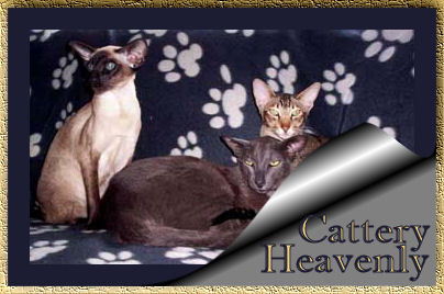 Heavenly Cattery