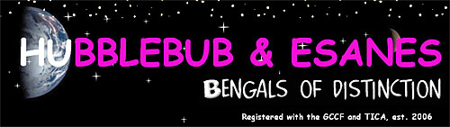 Banner Cattery Hubblebub / Esanes