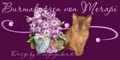 Homepage Cattery von Merapi