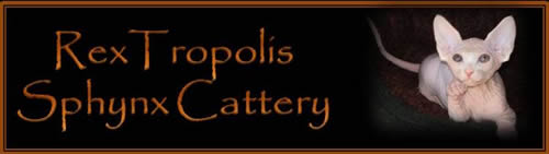 Rextropolis Cattery