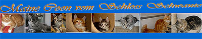 Banner Cattery vom Schloss Schwante
