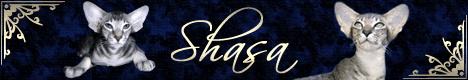 Homepage Shasa Cattery