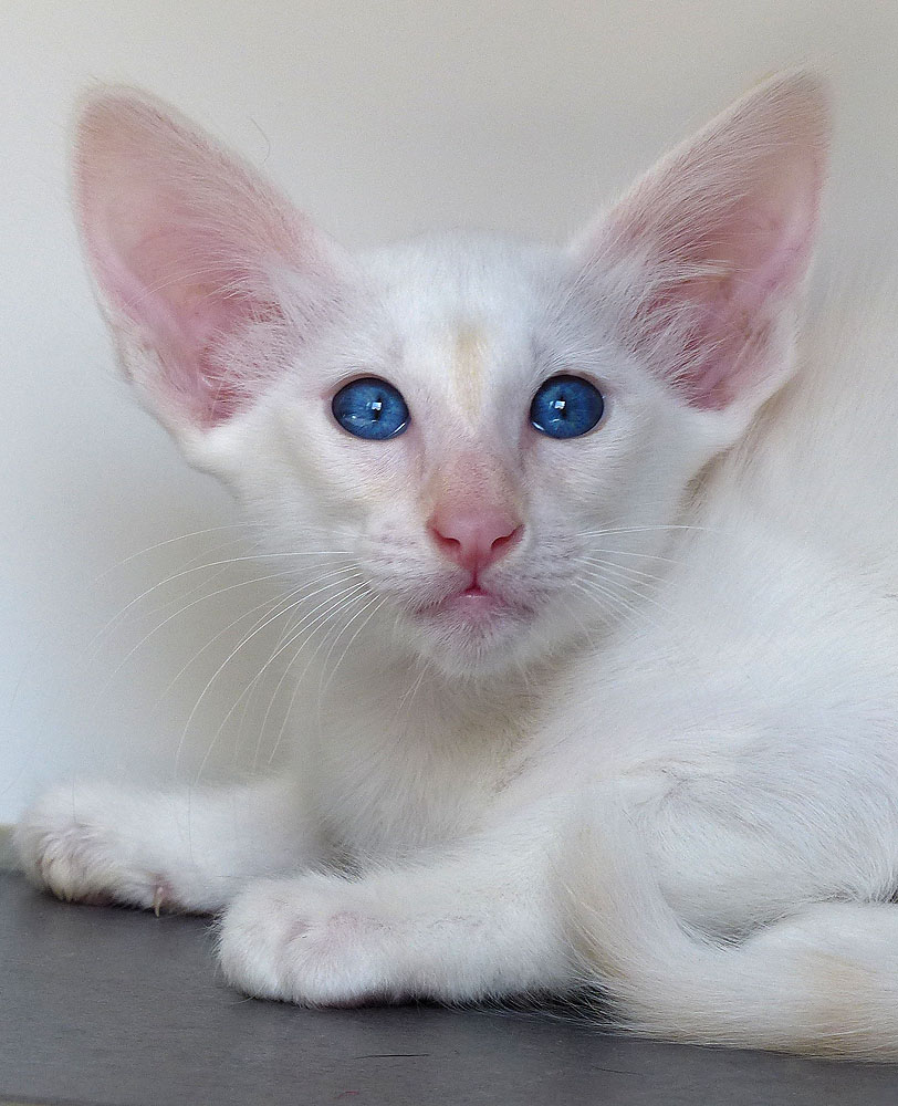 SHAZAM - Foto: Carolin Skirl