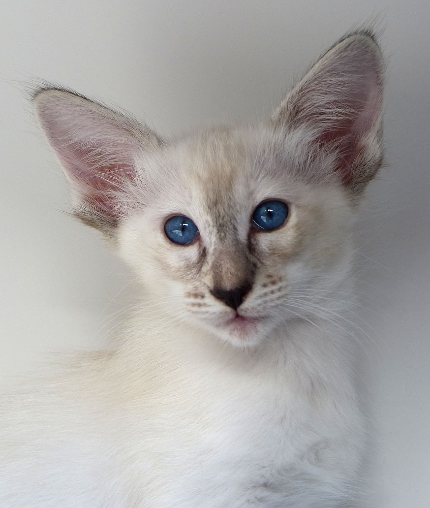 ZATANNA - Foto: Carolin Skirl