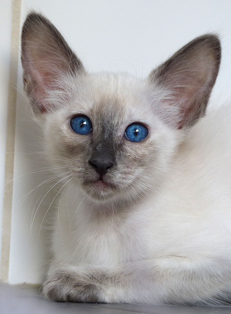 MERA - Foto: Carolin Skirl