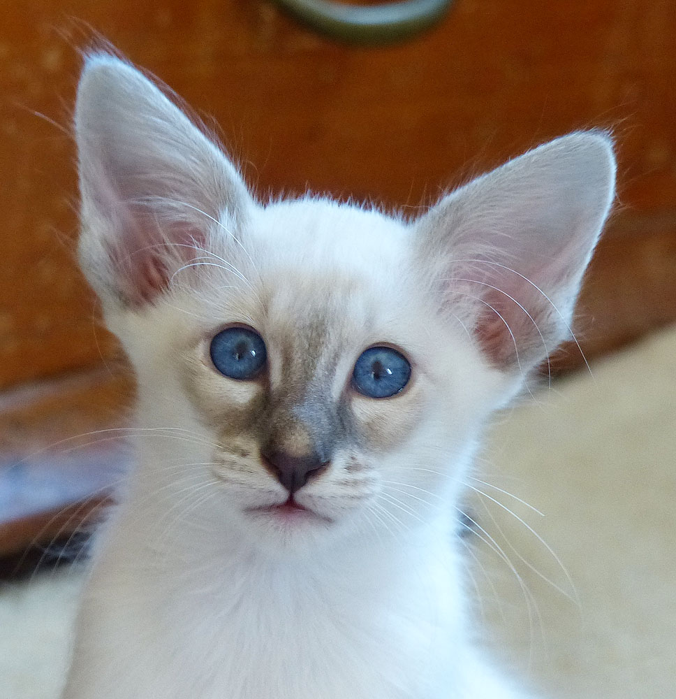 GAMBIT - Foto: Carolin Skirl