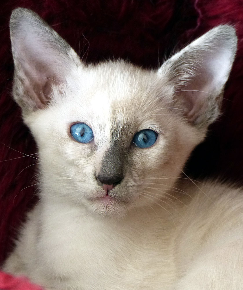 MYSTIQUE - Foto: Carolin Skirl