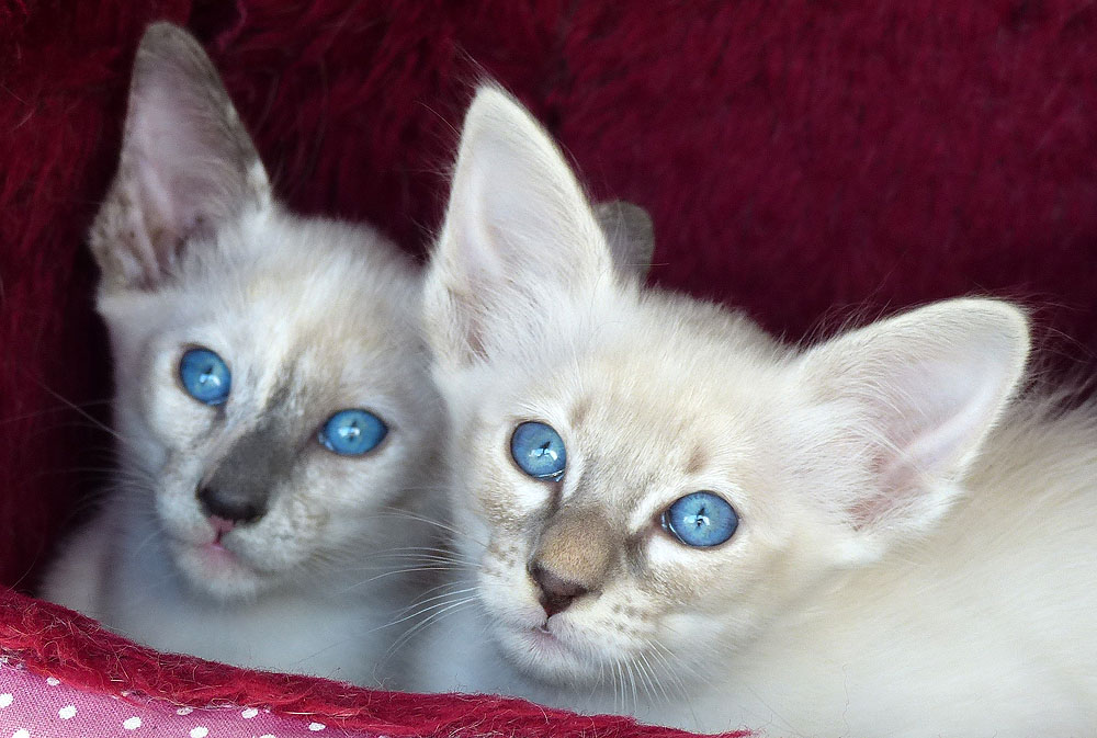 ROGUE - Foto: Carolin Skirl