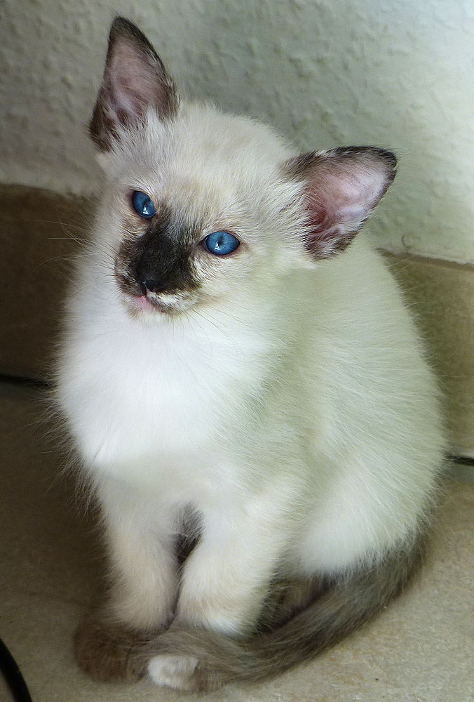 ELEKTRA - Foto: Carolin Skirl