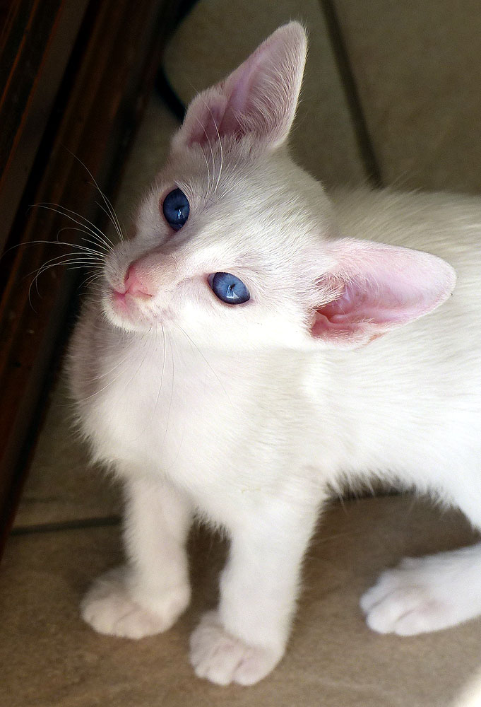 AURORA - Foto: Carolin Skirl