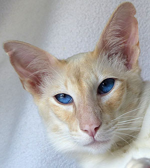 IT* Virgilo Felis Cou - Cou