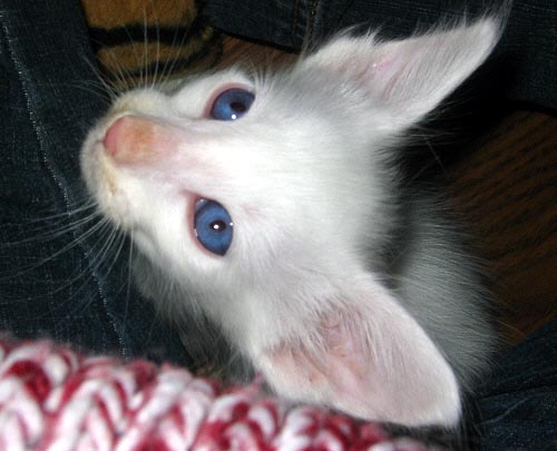 Foto: Hetty Zonnebeld