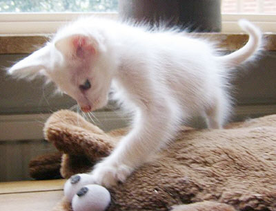 Foto: Hetty Zonnebeld