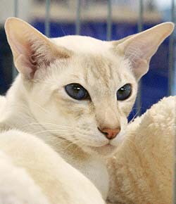 Gr. Int. Ch. CymruCath Ednywain