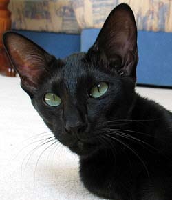 Ch. Yungaya�s Alias Taiyoukai