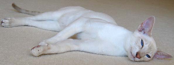 CymruCath Ednywain 10/08/2004