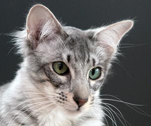 Dustin von Collioure 