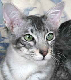 Dustin von Collioure