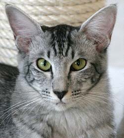 Ch. Jinaki-Junalesca von Nafys Zarafa