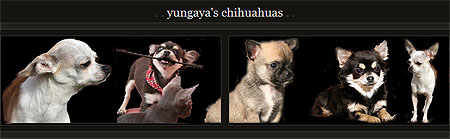 Yungaya�s Chihuahua-Webblock