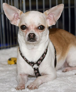 Coco