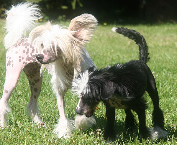 UNSER HUND INUKI TAIYOUKAI CATTERY CHINESE CRESTED CHINESISCHER