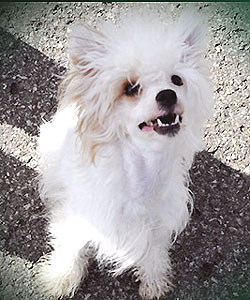 koko 