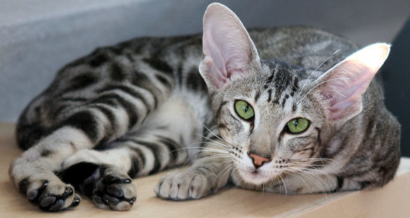 Lumen MUndi�s Jumanji