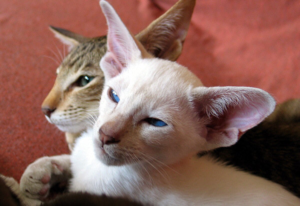 Edny  Foto: Carolin Skirl