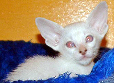 Ednywain 5 Wochen   Foto: Joann Hanmer