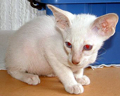 Ednywain 11 Wochen   Foto: Joann Hanmer