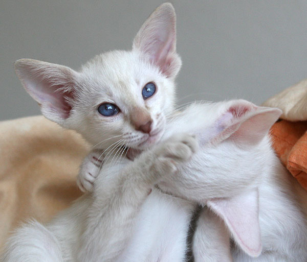 Photo: Carolin Skirl