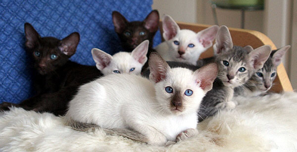 D-Wurf am 03/05/2006