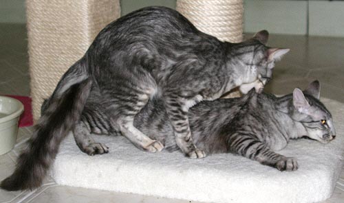 Majin und Fujin 28/01/2006