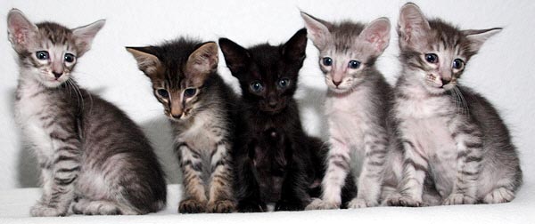 F-Wurf am 16/05/2006