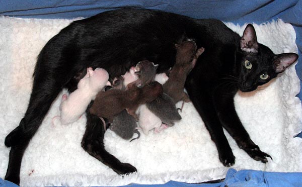 D-Wurf am 28/02/2006