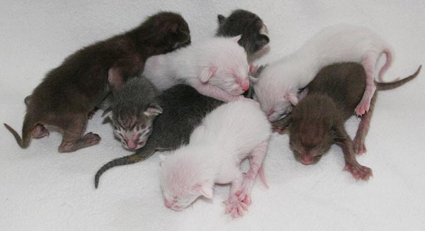 D-Wurf am 01/03/2006