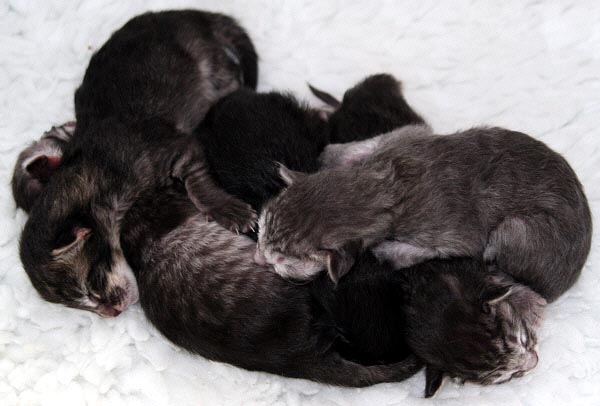 F-Wurf am 03/04/2006